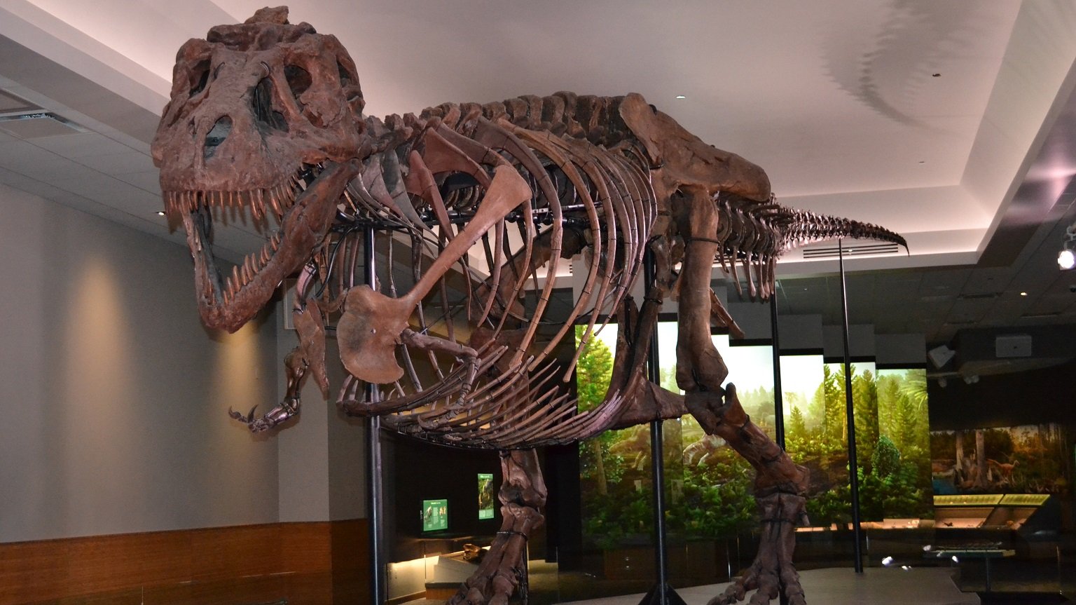 A Look Inside Sue the T. Rex’s New ‘Private Suite’ at The Field Museum